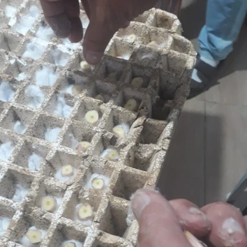 SEMEANDO ALHO E ESPERANÇA NO CORAÇÃO